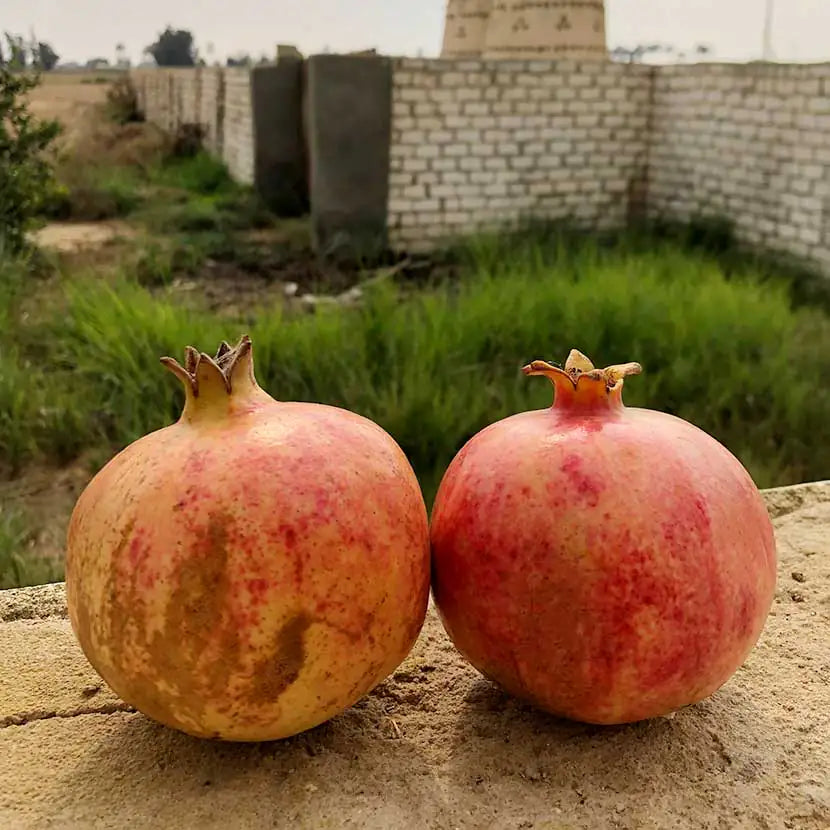 Granate | Pomegranate Seed Oil moisturizer