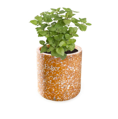 Terracotta Plantable Candle candle